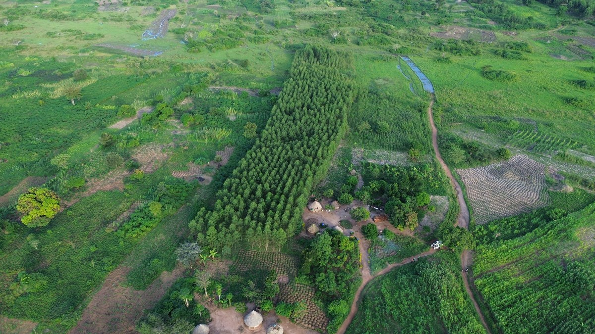 Aerial view of folino farms trees planted to date