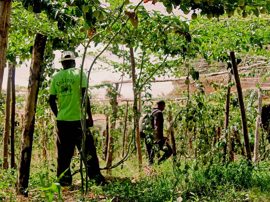 Folino Farm Passion fruit vines