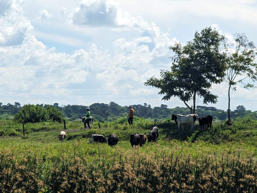 cows and goats in an open field with 2 trees