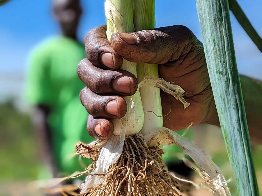 Somebody holding a leek