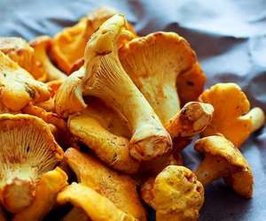 a close up of Chanterelle mushrooms